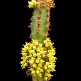 Euphorbia ledienii JLcoll.1614   ÉPUISÉ - OUT of STOCK - AGOTADO